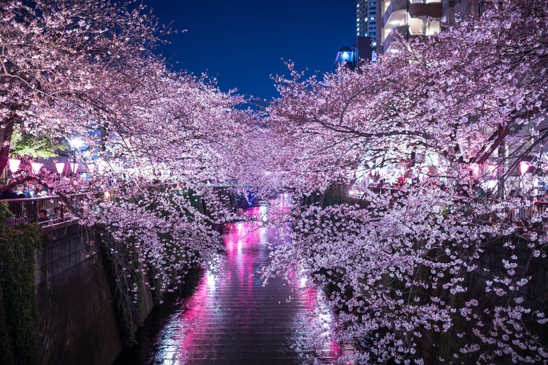 目黒川の夜桜