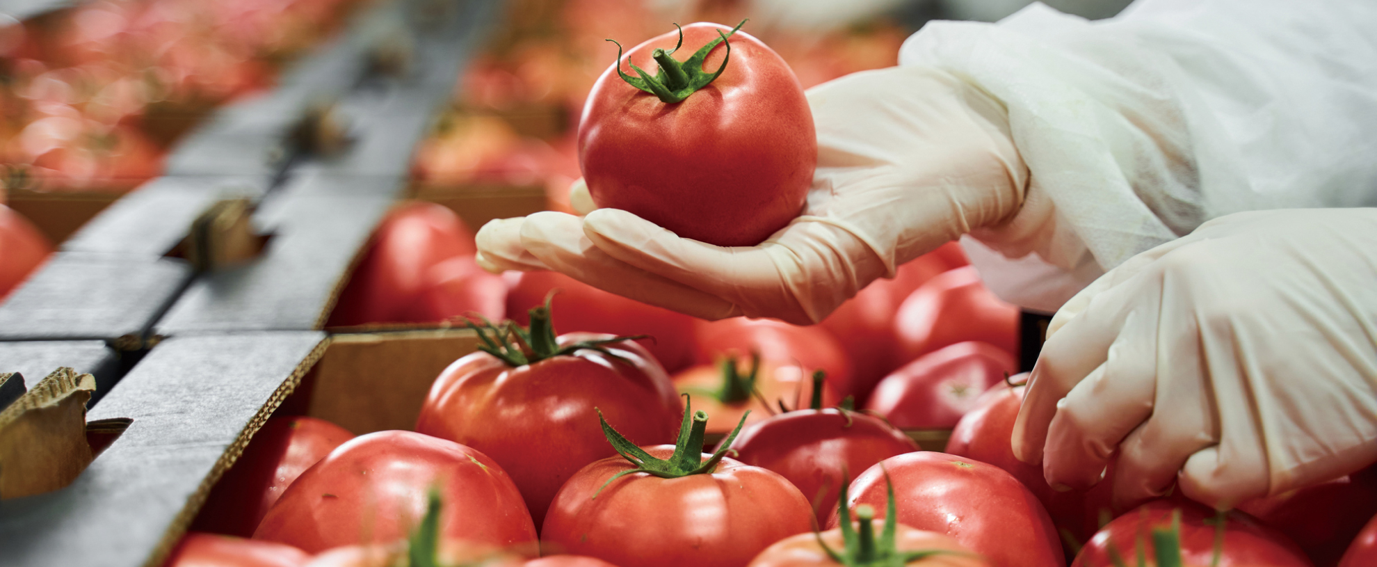 入荷・保管・下処理(汚染作業区域) メイン画像